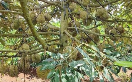 Hướng Dẫn Trồng Và Chăm Sóc Cây Sầu Riêng