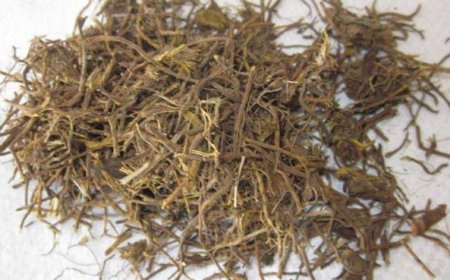 Thổ Hoàng Liên (Radix et Rhizoma Thalictri): Vị Thuốc Chữa Đau Mắt, Mụn Nhọt và Tiêu Chảy Hiệu Quả