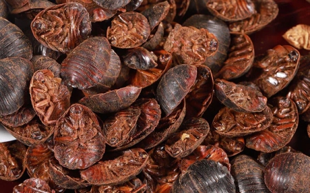 Thổ Miết Trùng (Eupolyphaga seu Steleophaga): Vị Thuốc Phá Ứ Huyết và Làm Lành Xương Hiệu Quả