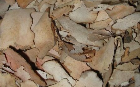 Thổ Phục Linh (Rhizoma Smilacis Glabrae): Vị Thuốc Khử Thấp và Giải Độc Hiệu Quả