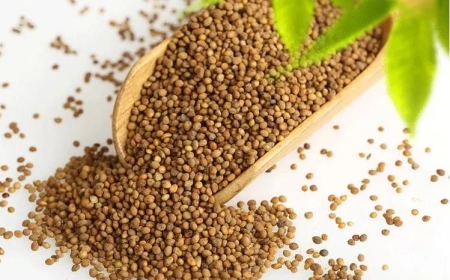 Thỏ Ty Tử (Semen Cuscutae): Vị Thuốc Bổ Can Thận và Cường Tráng Hiệu Quả