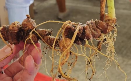 Thị Trường Sâm Ngọc Linh Hiện Nay: Tiềm Năng, Thách Thức và Cơ Hội