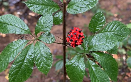 Lịch Sử và Nguồn Gốc Của Sâm Ngọc Linh: Hành Trình Của "Nhân Sâm" Việt Nam