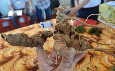 Công Dụng và Lợi Ích Sức Khỏe Của Sâm Ngọc Linh: Bảo Vật Dược Liệu Của Việt Nam