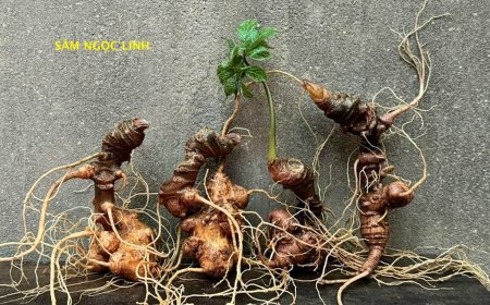 Kinh Nghiệm Mua Sắm Sâm Ngọc Linh Chất Lượng: Hướng Dẫn Chi Tiết