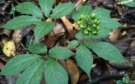 Tác Dụng Của Lá Sâm Ngọc Linh: Khám Phá Giá Trị Dược Liệu Quý Giá