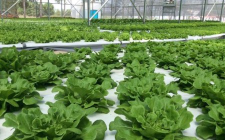 Thuyết Minh Dự Án Trồng Rau Sạch: Công Nghệ, Hiệu Quả và Lợi Nhuận