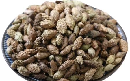 Thương Nhĩ Tử (Fructus Xanthii): Vị Thuốc Khu Phong, Táo Thấp và Thông Khiếu Hiệu Quả