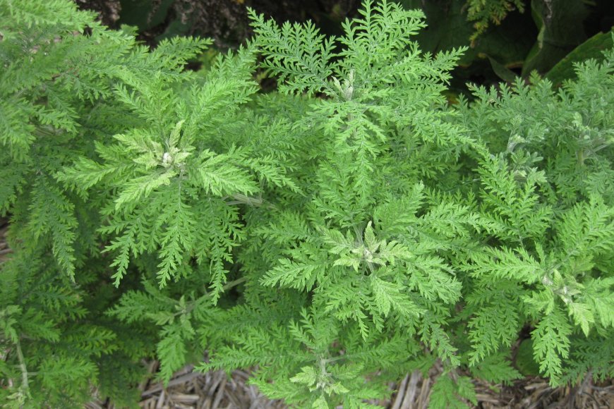 Thanh Hao (Artemisia Apiacea Hance): Vị Thuốc Thanh Nhiệt, Giải Thử và ...