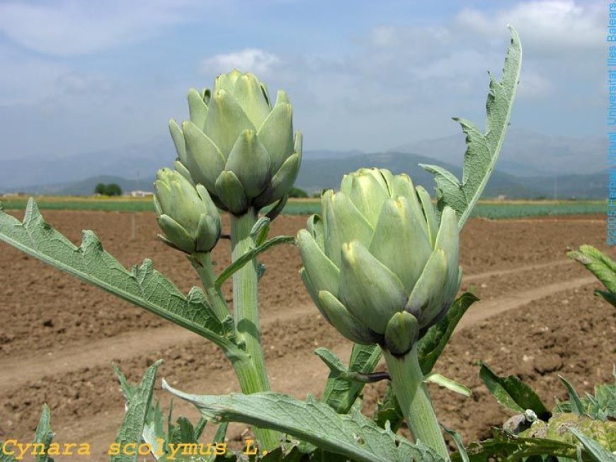 A Ti Sô (Cynara scolymus): Thảo Dược Quý Giúp Mát Gan và Giải Độc