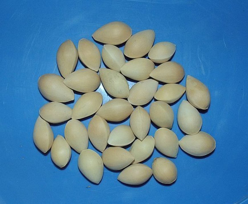 Bạch Quả (Semen ginkgo)