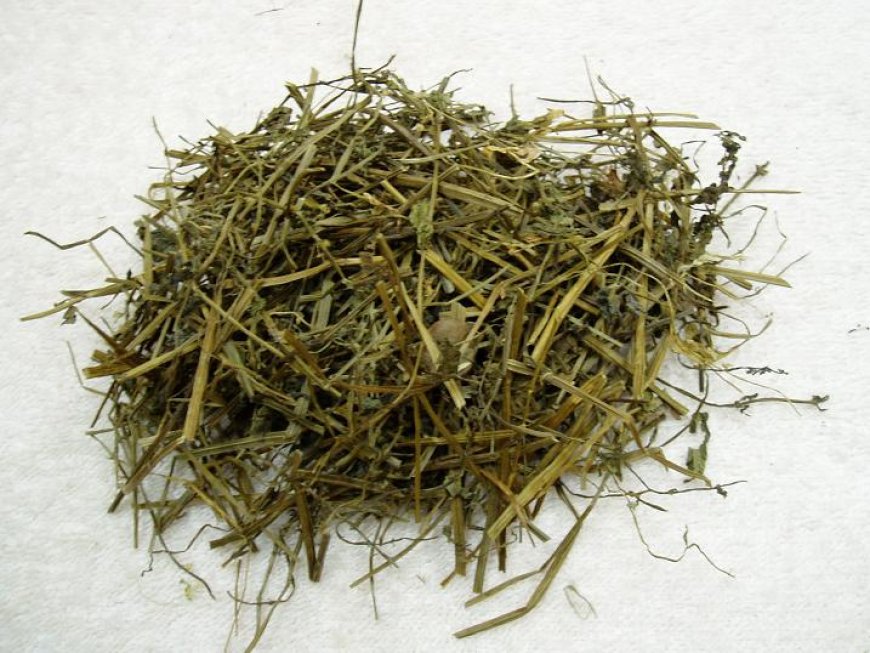 Bán Chi Liên (Herba Scutellariae Barbatae)