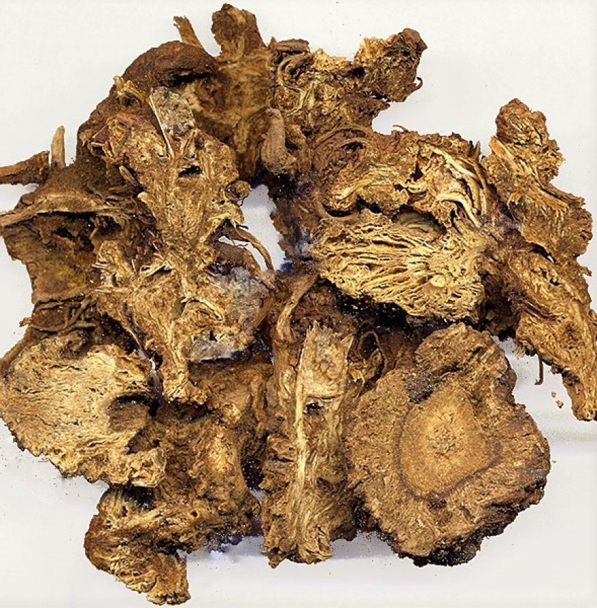 Cảo Bản (Rhizoma et radix Ligustici Sinensís)