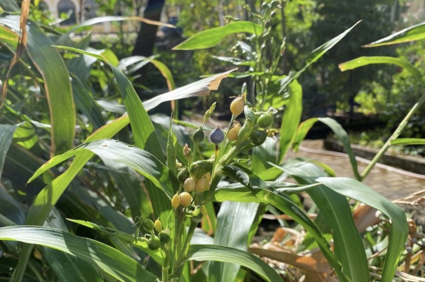 Cây Ý dĩ- Coix lacryma-jobi , Poaceae