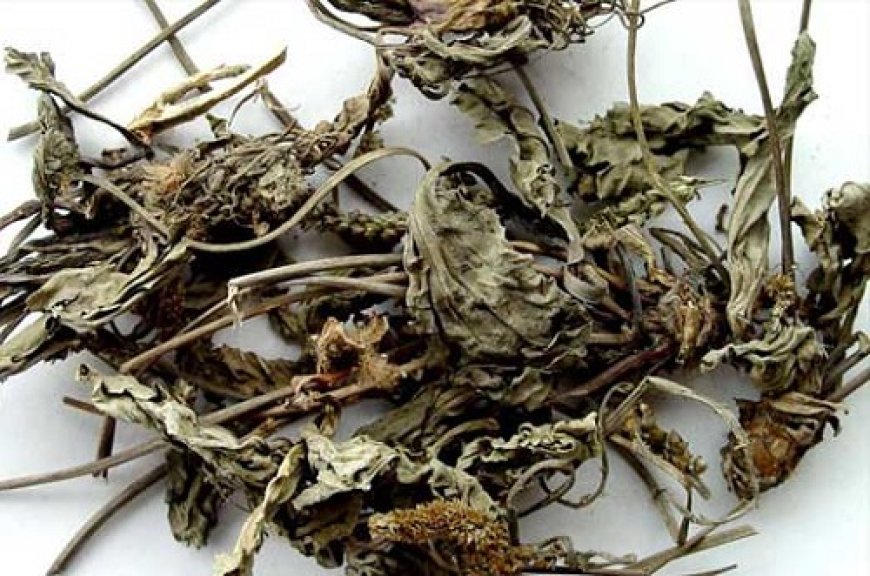 Xa Tiền Thảo (Herba Plantaginis)