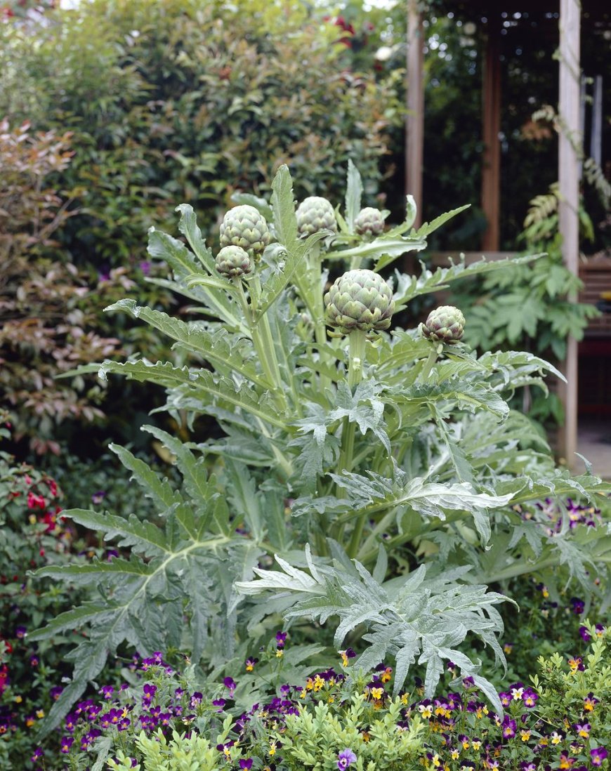 Cây Actisô - Cynara scolymus L., thuộc họ cúc - Asteraceae