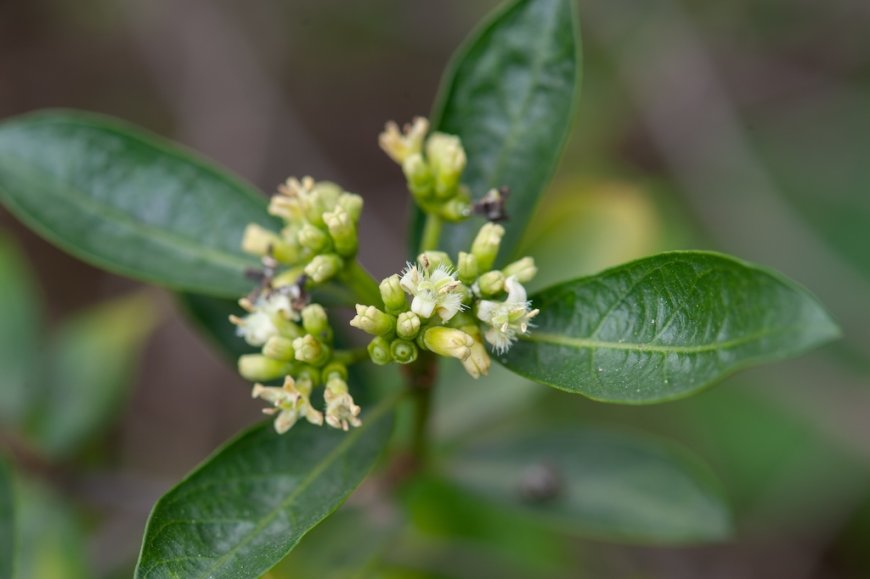 Cây Ba kích-Morinda officinalis , Rubiacae