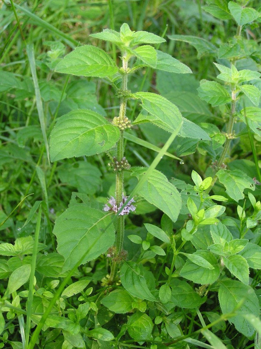 Cây Bạc Hà - Mentha arvensis L