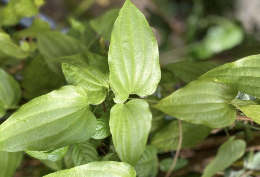 Bách bộ-Stemona tuberosa Lour.