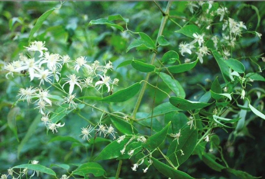 Uy linh tiên –Clematis chinensis , Ranunculaceae