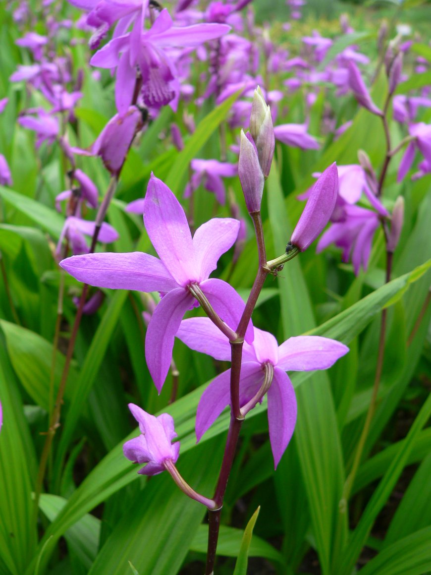 Cây Bạch cập - Bletilla striata (Thunb) Reichb L