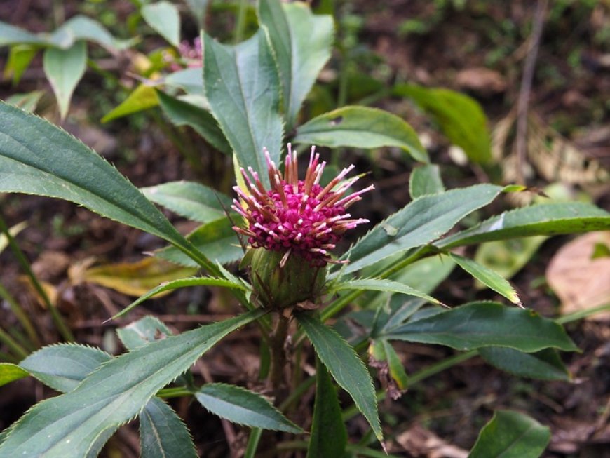 Cây Bạch truật – Atractylodes macrocephala , Asteraceae