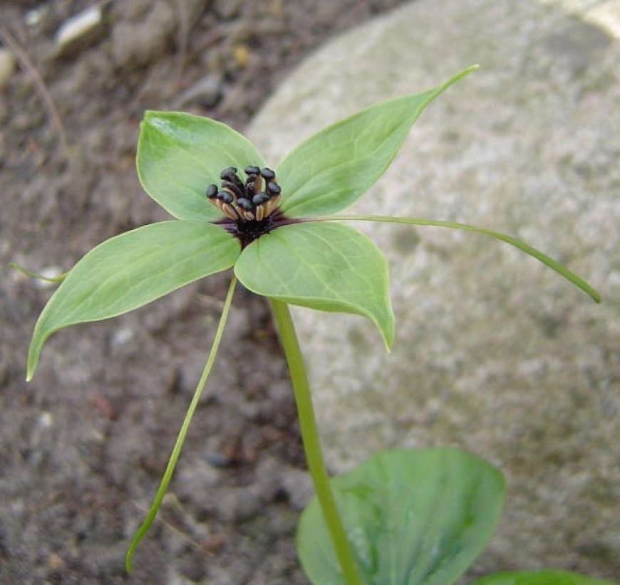 Cây bảy lá một ho, Tảo hưu Farges - Paris fargesii Franch. (Paris polyphylla Sm. subsp. furgesii (Franch.) Hara)