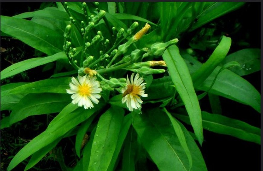 Bồ công anh- Lactuca indica