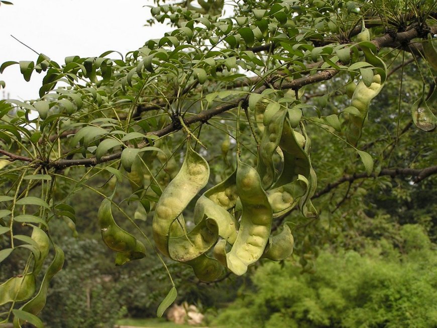 Cây Bồ Kết - Gleditschia australis Hemsl