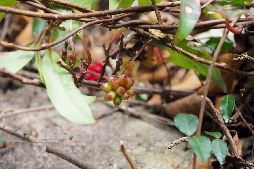 Nam ngũ vị tử-Fructus Kadsurae