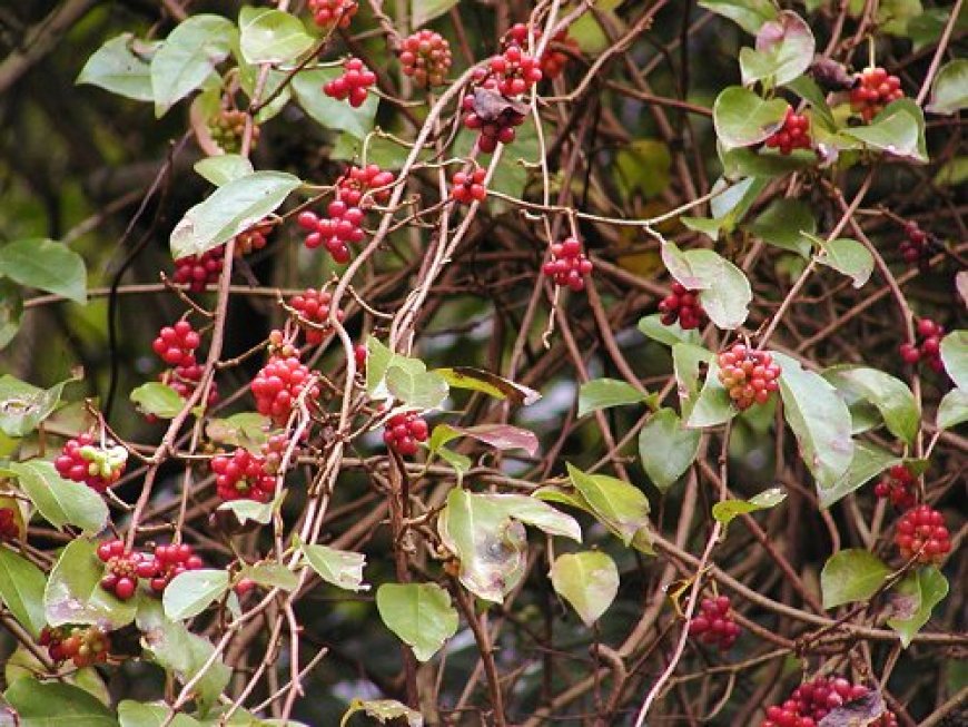 NGŨ VỊ TỬ - Kadsura japonica L.