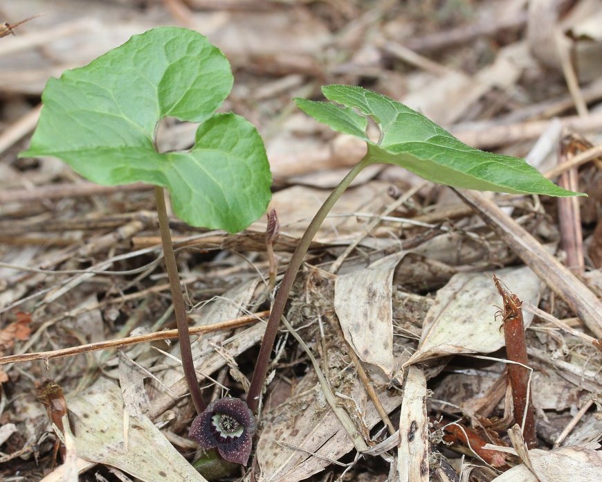 Tế Tân (Herba Asari): Vị Thuốc Đông Y Đa Năng Trong Điều Trị Các Chứng Đau Đầu và Ho