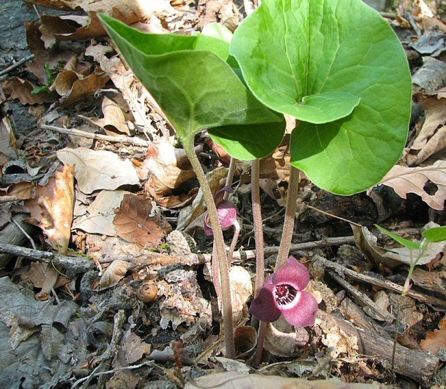 Tế Tân (Herba Asari): Vị Thuốc Đông Y Đa Năng Trong Điều Trị Các Chứng Đau Đầu và Ho