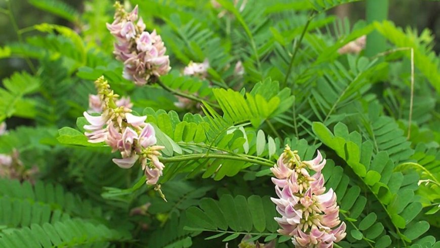 Cây Cam thảo - Glycyrrhiza uralensis Fisch