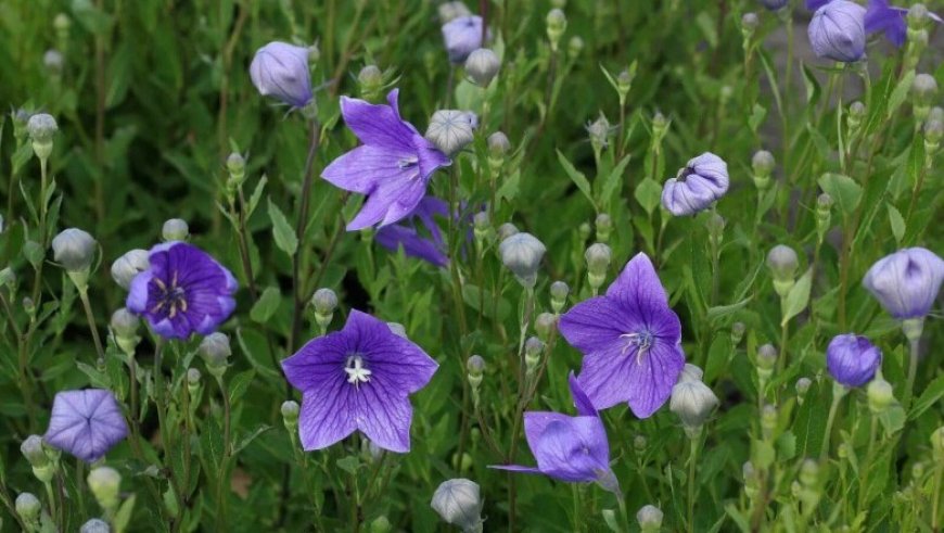 Cây Cát cánh - Platycodon grandiflorum (Jacq) A. DC