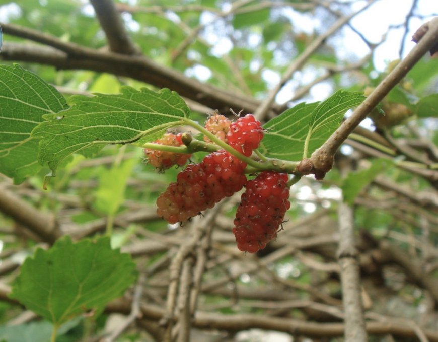 Cây Dâu tằm-Morus alba , Moraceae