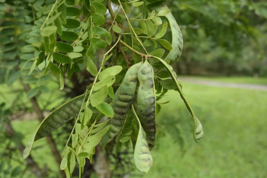 Tạo Giác (Fructus Gleditsiae): Vị Thuốc Đông Y Trừ Đàm và Thông Khiếu Hiệu Quả