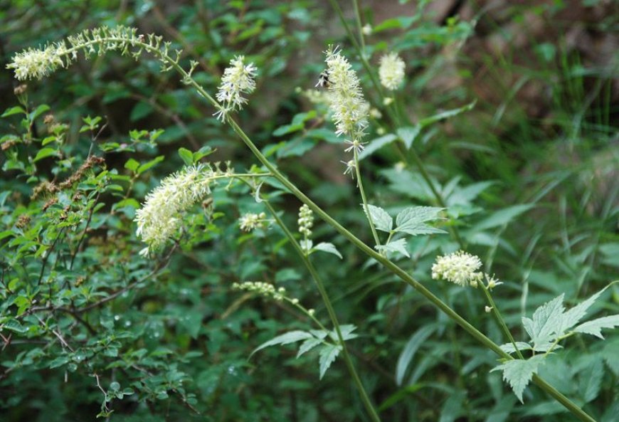 Cây thuốc Thăng ma –Actaea cimicifuga , Ranunculaceae