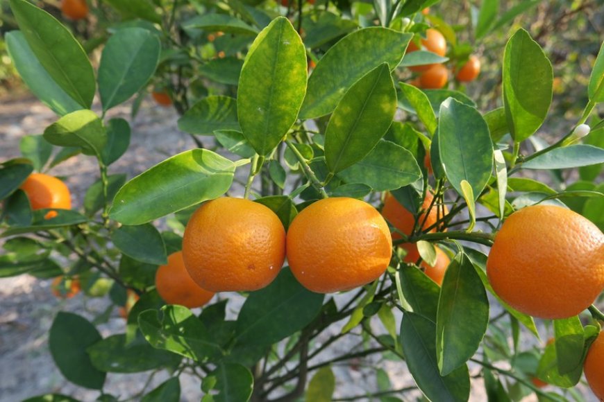 Cây thuốc Quýt-Citrus reticulata , Rutaceae