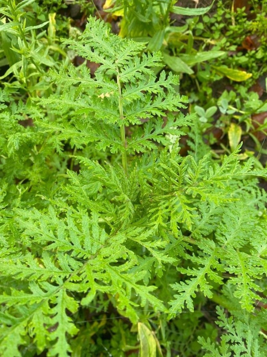 Thanh Cao Hoa Vàng (Artemisia annua L.) theo Những cây thuốc và vị thuốc Việt Nam