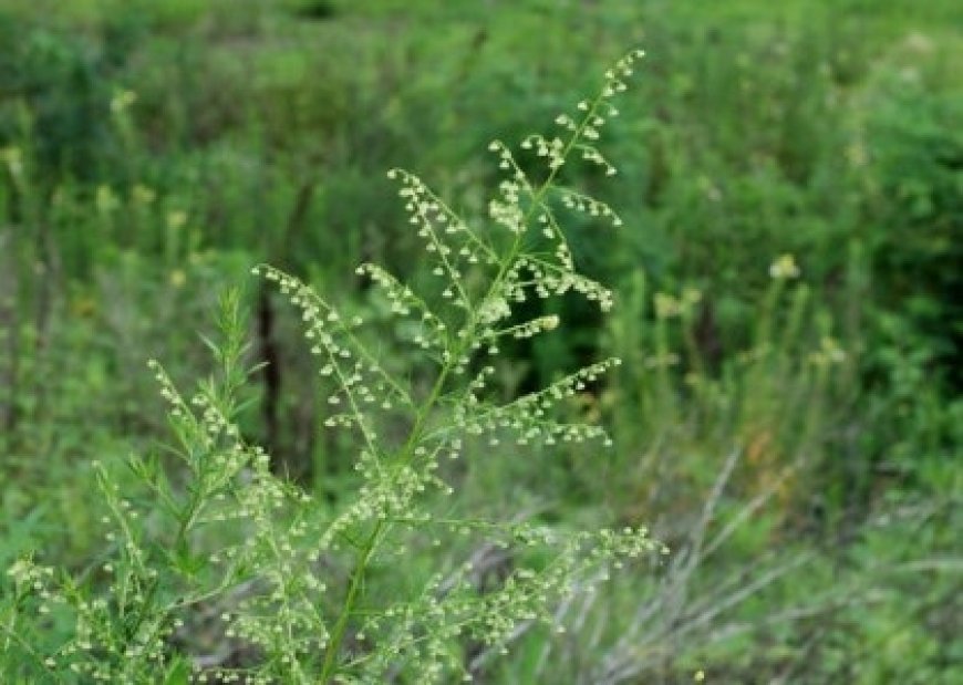 Cây Thanh Cao (Artemisia apiacea Hance.)