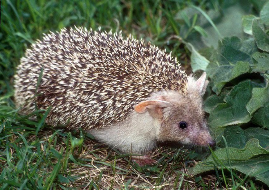 Vị thuốc Thích Vị Bì (Hemiechinus auritus Gmelin)