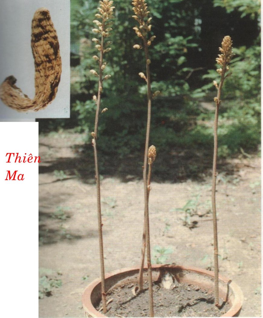 Cây thuốc THIÊN MA (Gastrodia elata Blumo.)