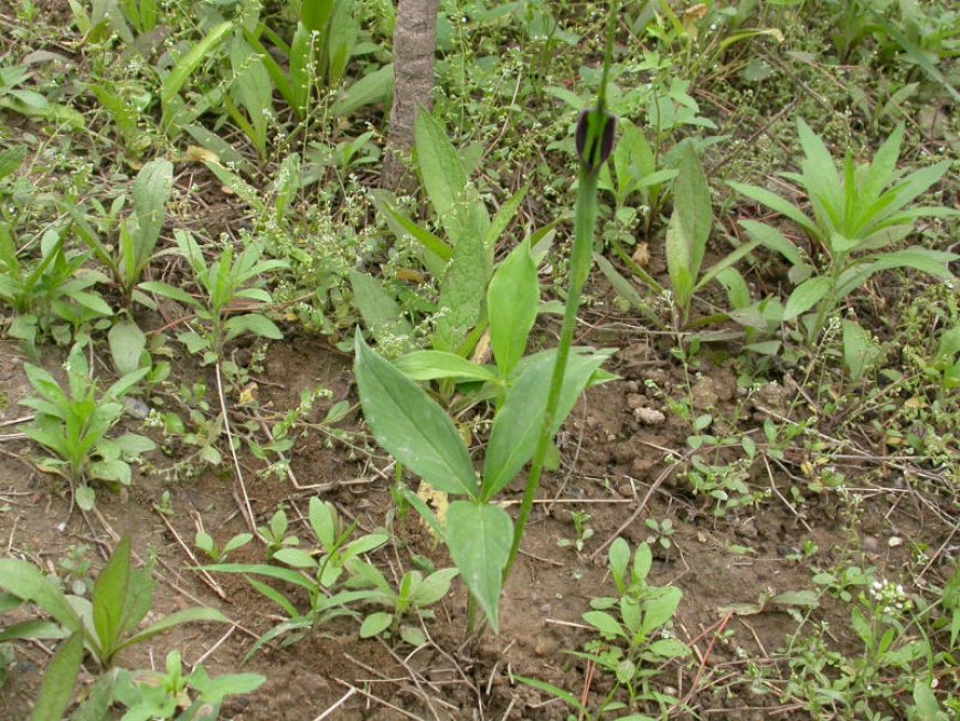 Cây Bán hạ Bắc-Pinellia ternata, Araceae