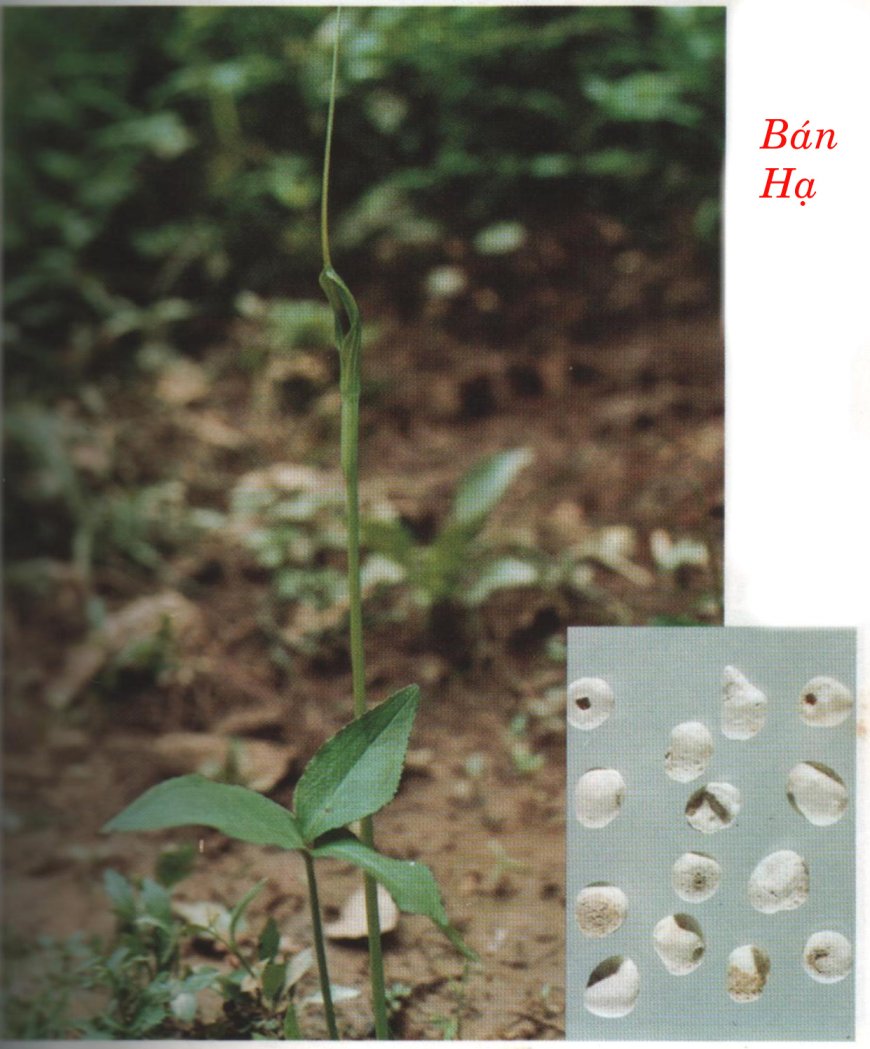 BÁN HẠ  -  pinellia ternata (thunb) bret.