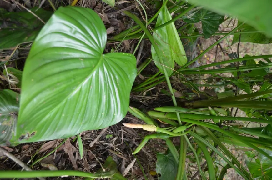 Cây Thiên Niên Kiện - Homalomena occulta (Lour.) Schott.