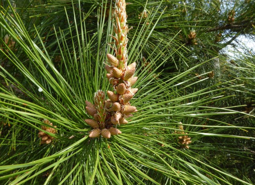 Thông Hoa Phấn (Pollen pini): Vị Thuốc Đa Năng Từ Cây Thông Ba Lá