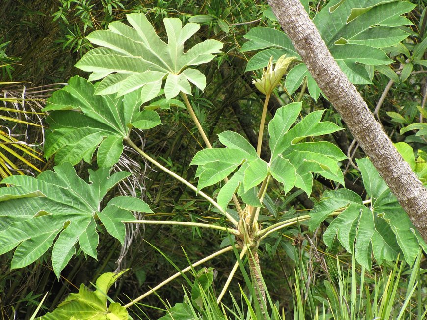 Thông Thảo (Medulla Tetrapanacis): Vị Thuốc Lợi Tiểu và Thanh Nhiệt Hiệu Quả