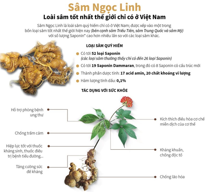 Sâm Ngọc Linh Trong Điều Trị Bệnh Ung Thư: Khám Phá Những Tiềm Năng Dược Liệu