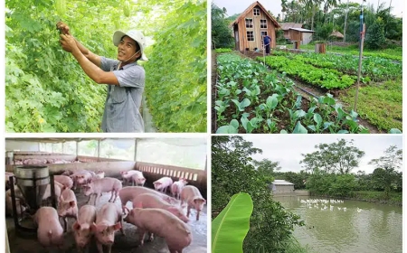 10 Cách Làm Giàu Hiệu Quả Ở Nông Thôn Mà Bạn Nên Thử